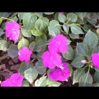 Impatiens Hybride - Stardust melange Twilight (fam. Balsaminacees)(02)